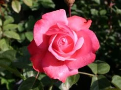 Kletterrose 'Rosanna' ® -Edelrosen Geschaft kletterrose rosanna m003528 w 1