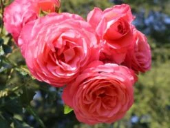 Kletterrose 'Rosanna' ® -Edelrosen Geschaft kletterrose rosanna m003528 w 3
