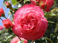 Kletterrose 'Rosanna' ® -Edelrosen Geschaft kletterrose rosanna m003528 w 4
