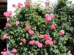 Kletterrose 'Rosanna' ® -Edelrosen Geschaft kletterrose rosanna m003528 w 5