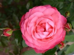Kletterrose 'Rosanna' ® -Edelrosen Geschaft kletterrose rosanna m003528 w 6