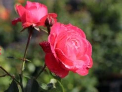 Kletterrose 'Rosanna' ® -Edelrosen Geschaft kletterrose rosanna m003528 w 7