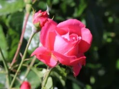 Kletterrose 'Rosanna' ® -Edelrosen Geschaft kletterrose rosanna m003528 w 8