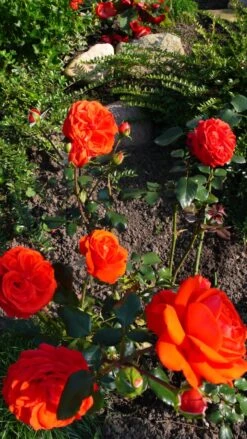 Kletterrose 'Salita' ® -Edelrosen Geschaft kletterrose salita m002794 562531 0