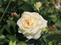 Kletterrose 'Schneewalzer' ® -Edelrosen Geschaft kletterrose schneewalzer m005504 w 0