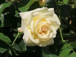 Kletterrose 'Schneewalzer' ® -Edelrosen Geschaft kletterrose schneewalzer m005504 w 1