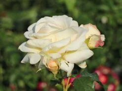 Kletterrose 'Schneewalzer' ® -Edelrosen Geschaft kletterrose schneewalzer m005504 w 10