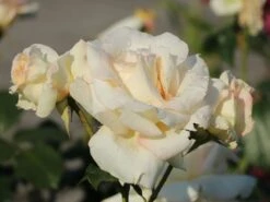 Kletterrose 'Schneewalzer' ® -Edelrosen Geschaft kletterrose schneewalzer m005504 w 11