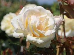 Kletterrose 'Schneewalzer' ® -Edelrosen Geschaft kletterrose schneewalzer m005504 w 2