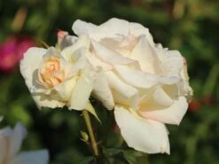 Kletterrose 'Schneewalzer' ® -Edelrosen Geschaft kletterrose schneewalzer m005504 w 3