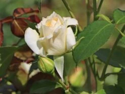 Kletterrose 'Schneewalzer' ® -Edelrosen Geschaft kletterrose schneewalzer m005504 w 4