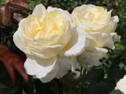 Kletterrose 'Schneewalzer' ® -Edelrosen Geschaft kletterrose schneewalzer m005504 w 5