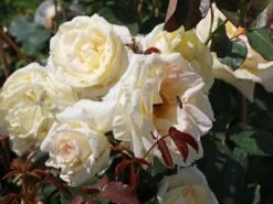 Kletterrose 'Schneewalzer' ® -Edelrosen Geschaft kletterrose schneewalzer m005504 w 6