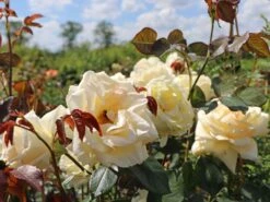 Kletterrose 'Schneewalzer' ® -Edelrosen Geschaft kletterrose schneewalzer m005504 w 8