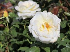 Kletterrose 'Schneewalzer' ® -Edelrosen Geschaft kletterrose schneewalzer m005504 w 9