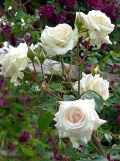 Kletterrose 'Schwanensee' ®