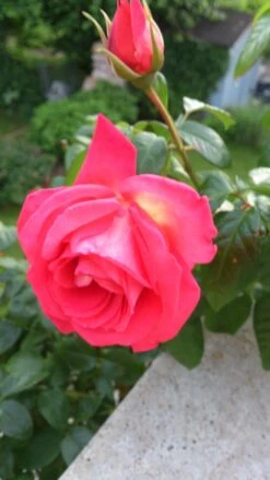 Kletterrose 'Shogun' ® -Edelrosen Geschaft kletterrose shogun m005502 149368 0