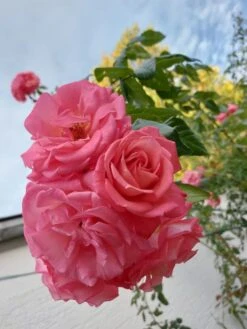 Kletterrose 'Shogun' ® -Edelrosen Geschaft kletterrose shogun m005502 463618 0