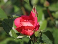 Kletterrose 'Shogun' ® -Edelrosen Geschaft kletterrose shogun m005502 w 0