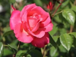 Kletterrose 'Shogun' ® -Edelrosen Geschaft kletterrose shogun m005502 w 1