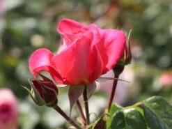 Kletterrose 'Shogun' ® -Edelrosen Geschaft kletterrose shogun m005502 w 2