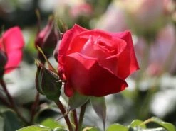 Kletterrose 'Shogun' ® -Edelrosen Geschaft kletterrose shogun m005502 w 5