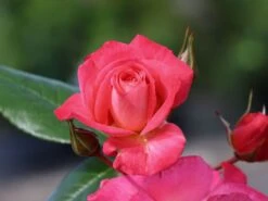 Kletterrose 'Shogun' ® -Edelrosen Geschaft kletterrose shogun m005502 w 6