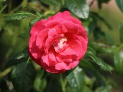 Kletterrose 'Shogun' ® -Edelrosen Geschaft kletterrose shogun m005502 w 8