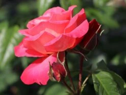 Kletterrose 'Shogun' ® -Edelrosen Geschaft kletterrose shogun m005502 w 9