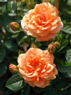 Kletterrose 'Skyline' 15 Kletterrose 'Skyline' -Edelrosen Geschaft kletterrose skyline m114465 w 0