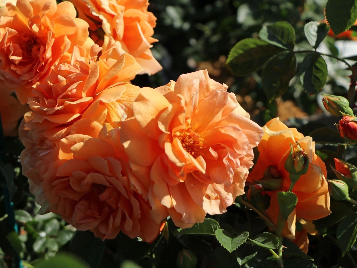 Kletterrose 'Skyline' 7 Kletterrose 'Skyline' – Bild 7