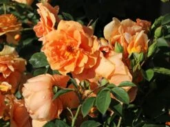 Kletterrose 'Skyline' 13 Kletterrose 'Skyline' -Edelrosen Geschaft kletterrose skyline m114465 w 3