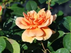 Kletterrose 'Skyline' 11 Kletterrose 'Skyline' -Edelrosen Geschaft kletterrose skyline m114465 w 4