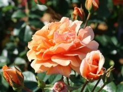 Kletterrose 'Skyline' 12 Kletterrose 'Skyline' -Edelrosen Geschaft kletterrose skyline m114465 w 5