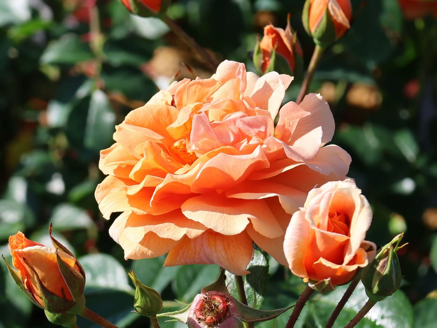 Kletterrose 'Skyline' 5 Kletterrose 'Skyline' – Bild 5