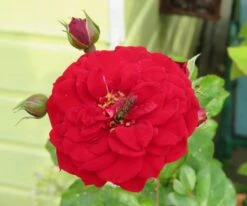 Kletterrose Starlet® Rose 'Natalie' ® -Edelrosen Geschaft kletterrose starlet rose natalie m111215 1041562 0