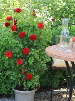 Kletterrose Starlet® Rose 'Natalie' ® -Edelrosen Geschaft kletterrose starlet rose natalie m111215 w 0