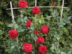 Kletterrose Starlet® Rose 'Natalie' ® -Edelrosen Geschaft kletterrose starlet rose natalie m111215 w 2