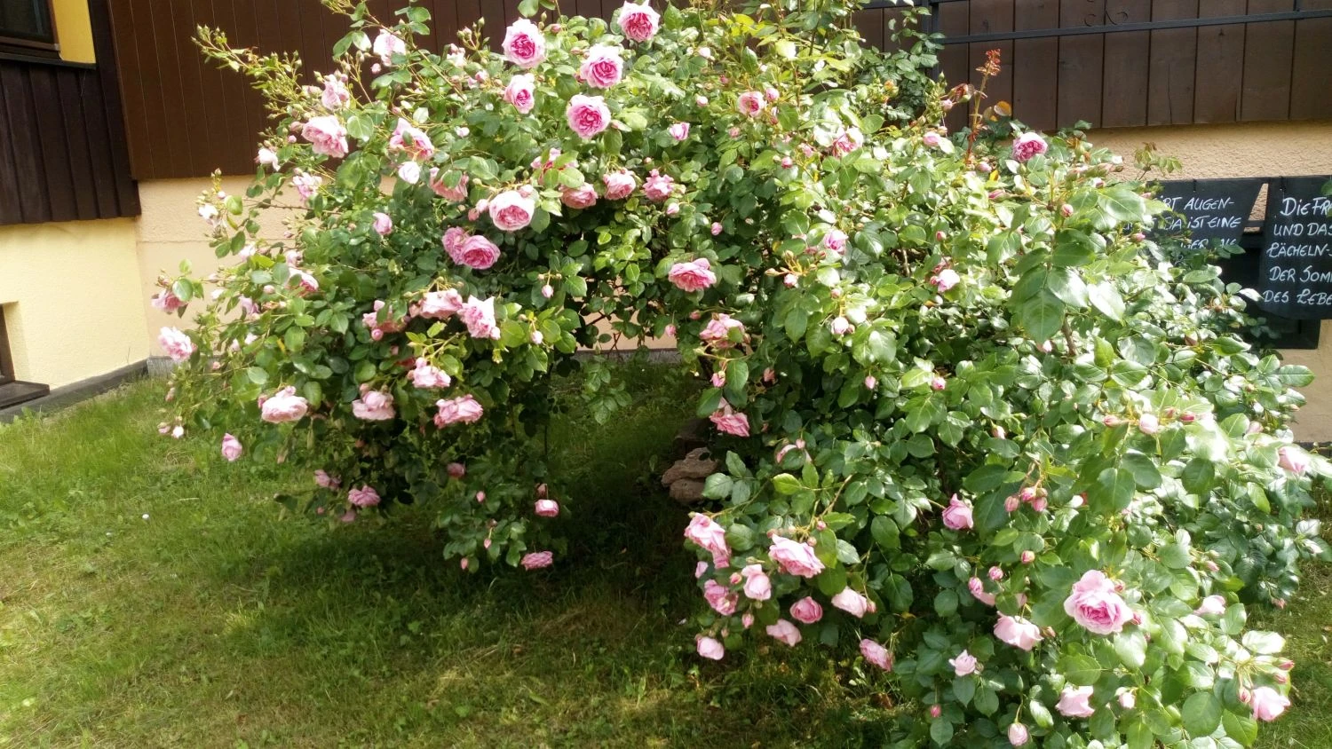 Kletterrose 'Sweet Laguna' ® 2 Kletterrose 'Sweet Laguna' ® – Bild 2