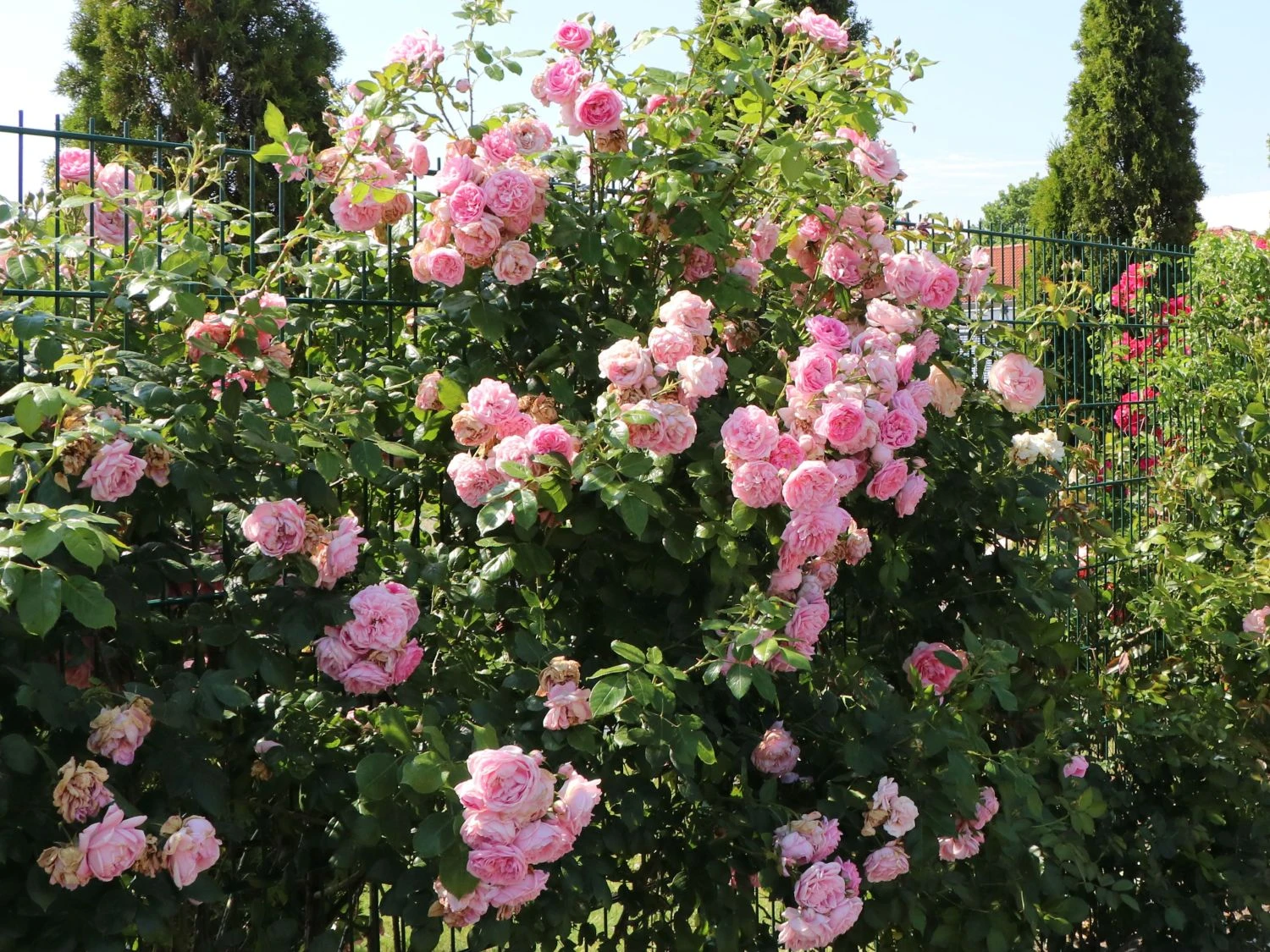 Kletterrose 'Sweet Laguna' ® 1 Kletterrose 'Sweet Laguna' ®