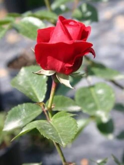 Kletterrose 'Sympathie' ® -Edelrosen Geschaft kletterrose sympathie m002746 w 0 1