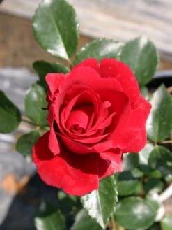 Kletterrose 'Sympathie' ® -Edelrosen Geschaft kletterrose sympathie m002746 w 1 1