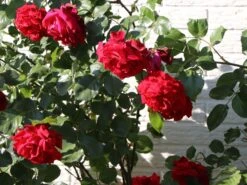 Kletterrose 'Sympathie' ® -Edelrosen Geschaft kletterrose sympathie m002746 w 1