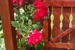 Kletterrose 'The Prince's Trust' / 'Baikal' ® -Edelrosen Geschaft kletterrose the princes trust baikal m007925 679254 0