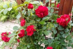Kletterrose 'The Prince's Trust' / 'Baikal' ® -Edelrosen Geschaft kletterrose the princes trust baikal m007925 679254 2