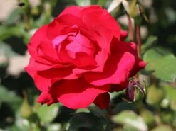 Kletterrose 'The Prince's Trust' / 'Baikal' ® -Edelrosen Geschaft kletterrose the princes trust baikal m007925 w 2