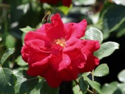 Kletterrose 'The Prince's Trust' / 'Baikal' ® -Edelrosen Geschaft kletterrose the princes trust baikal m007925 w 3