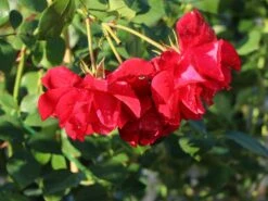 Kletterrose 'The Prince's Trust' / 'Baikal' ® -Edelrosen Geschaft kletterrose the princes trust baikal m007925 w 4