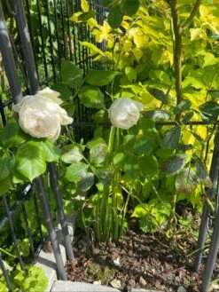 Kletterrose 'Uetersener Klosterrose' -Edelrosen Geschaft kletterrose uetersener klosterrose m009511 1304243 0