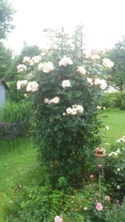 Kletterrose 'Uetersener Klosterrose' -Edelrosen Geschaft kletterrose uetersener klosterrose m009511 149368 0